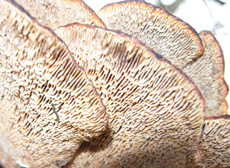tanti funghi